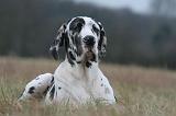 DOGUE ALLEMAND 706